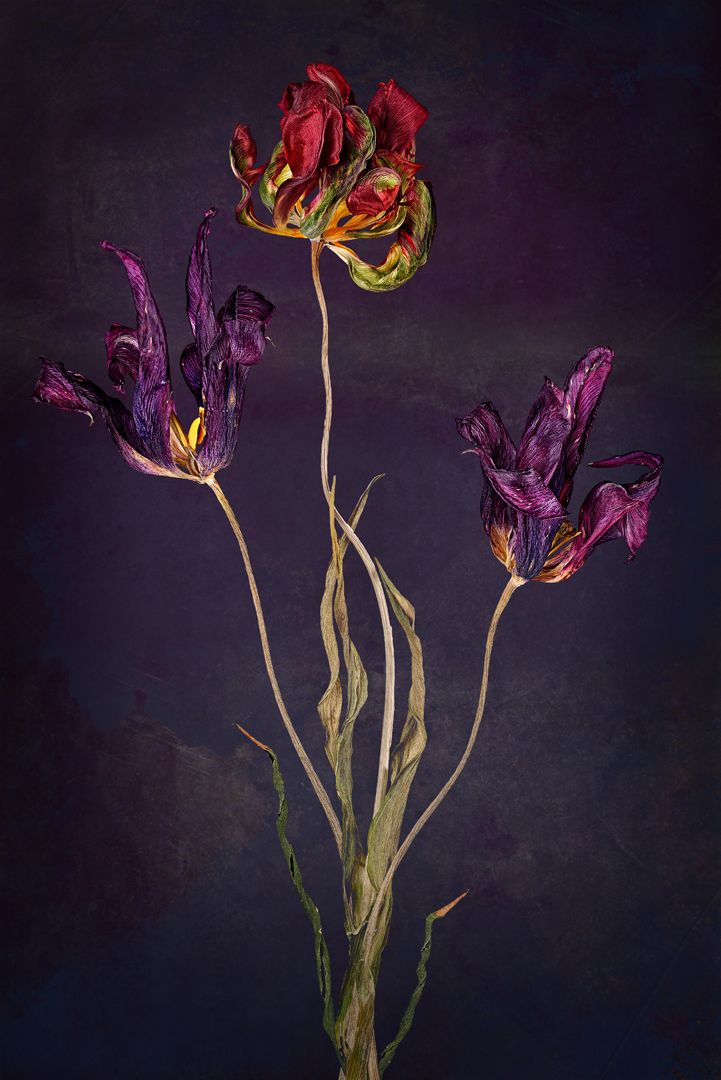 Tulpen (getrocknet) 