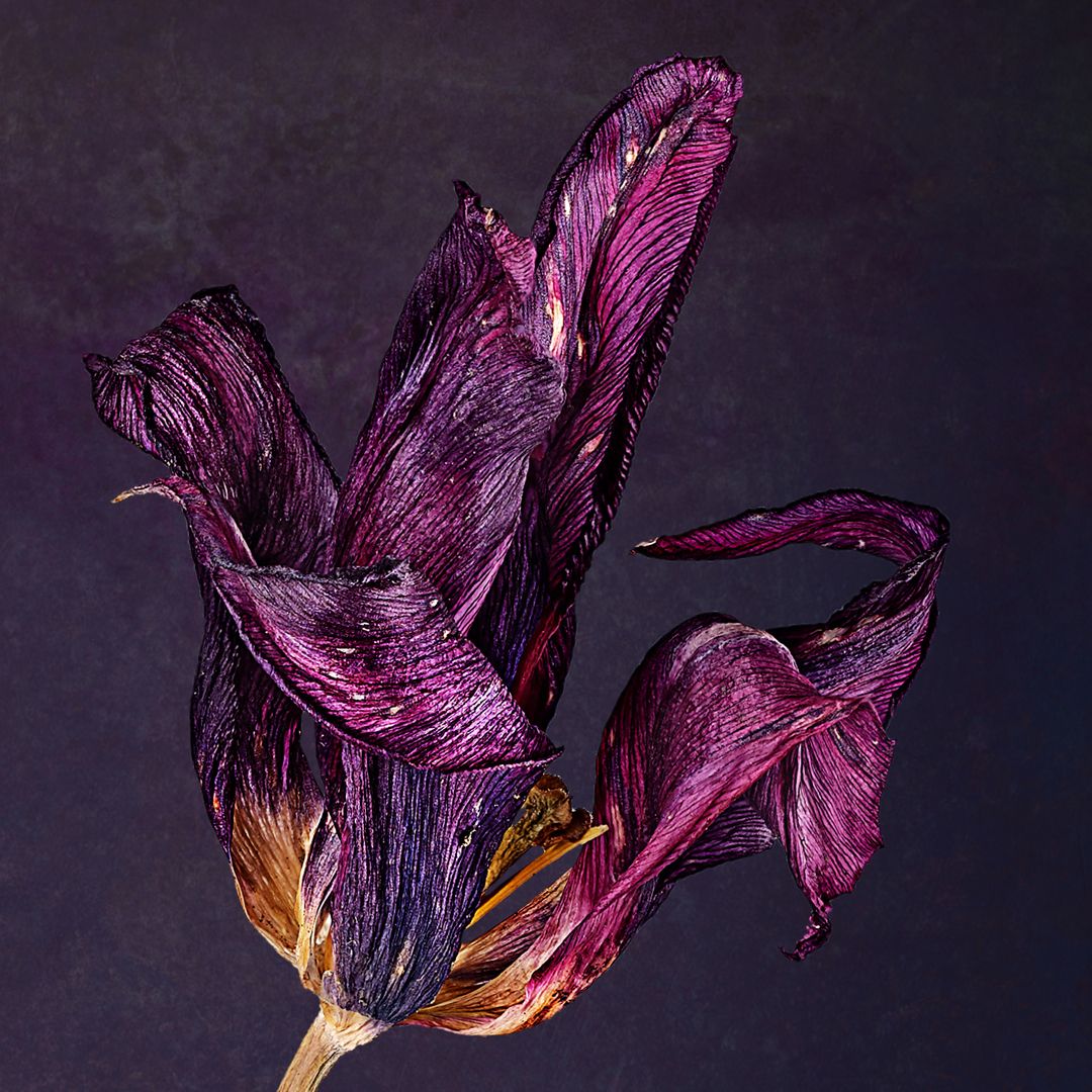 Tulpen (getrocknet) Detailansicht