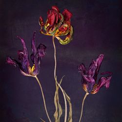 Tulpen (getrocknet)